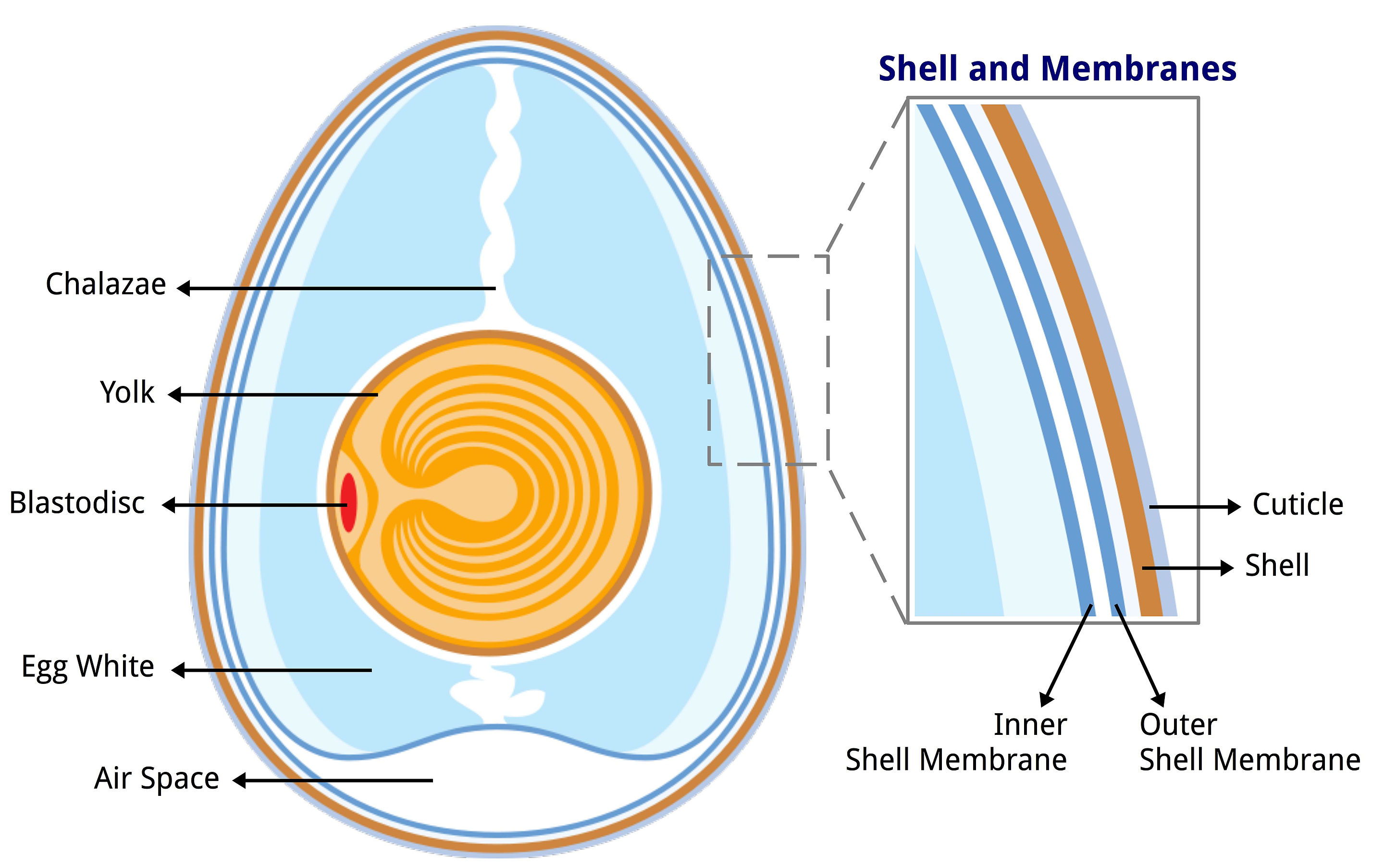 Diagram showing the labeled anatomy of a chicken egg